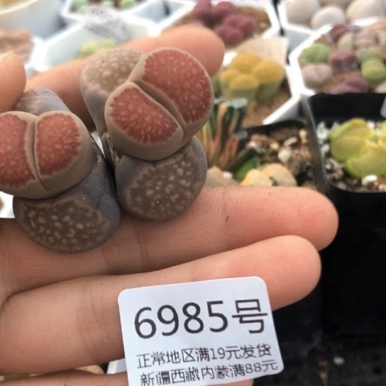 6985，新头2厘米以上