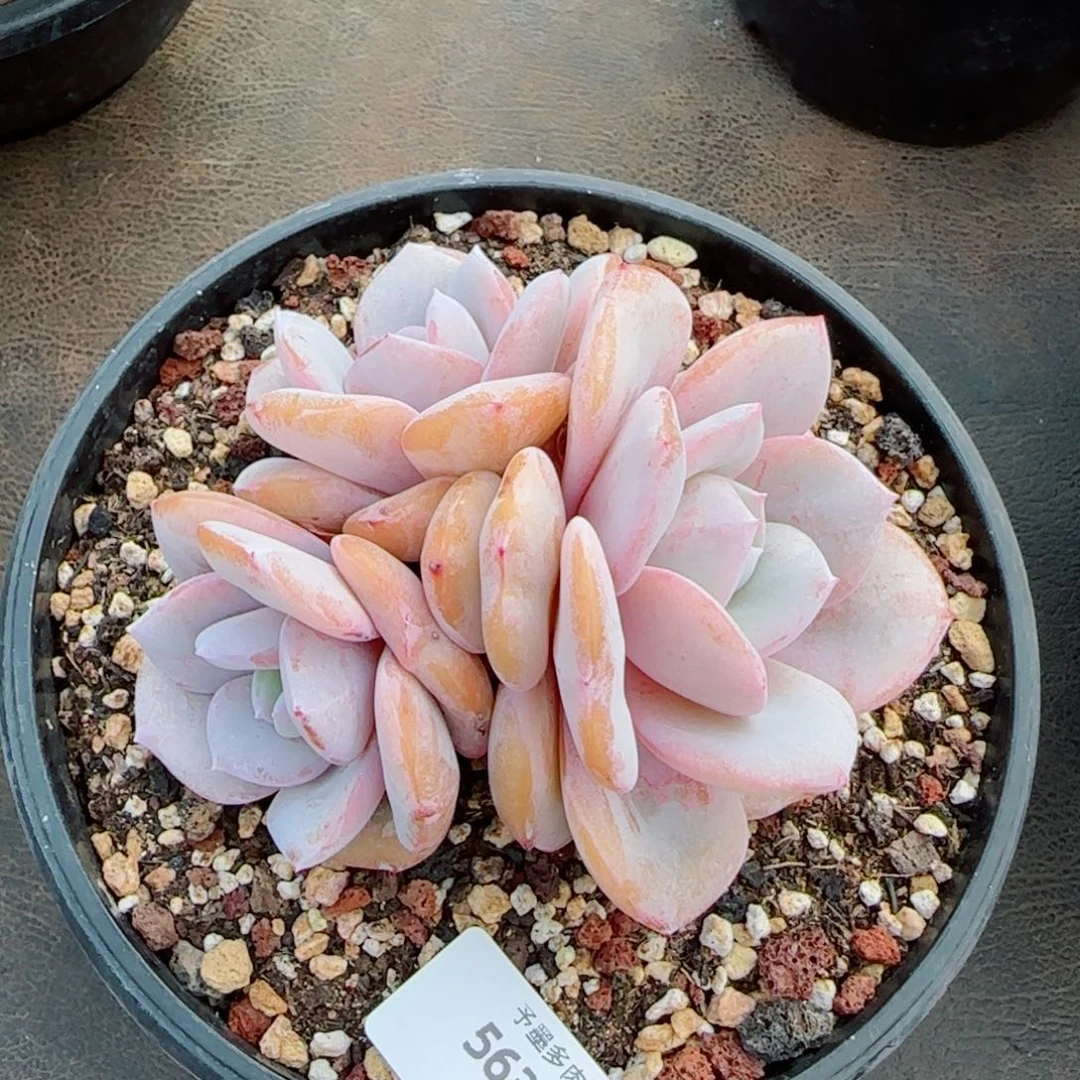 一***8奶茶，5633多肉植物