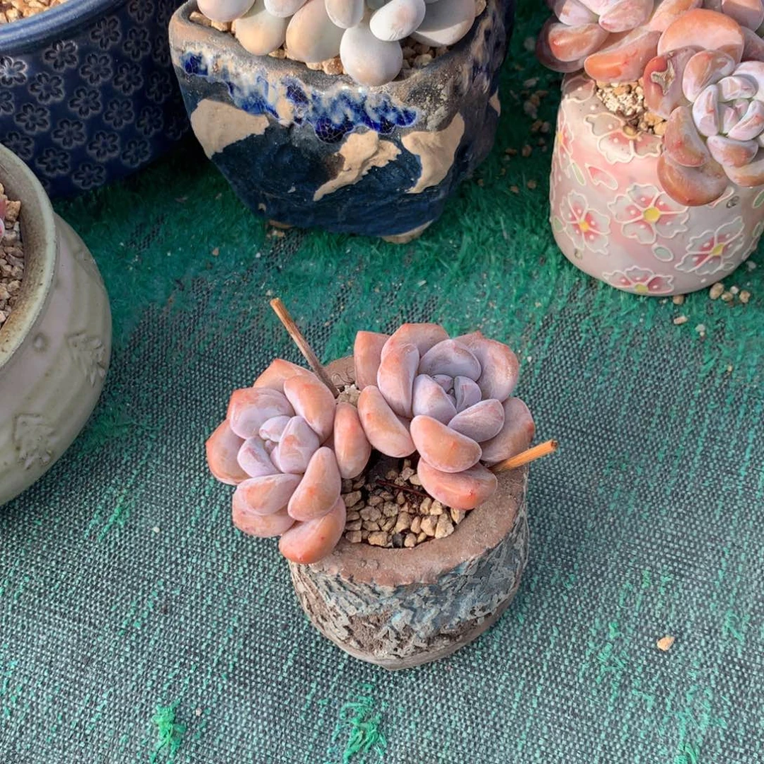 咸鱼 寄养 寄养 寄养