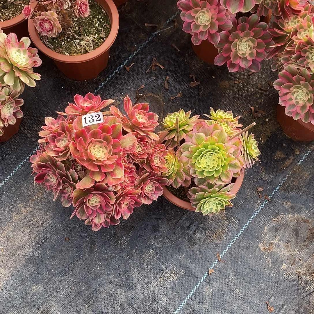 131女妖海仙两颗福利价