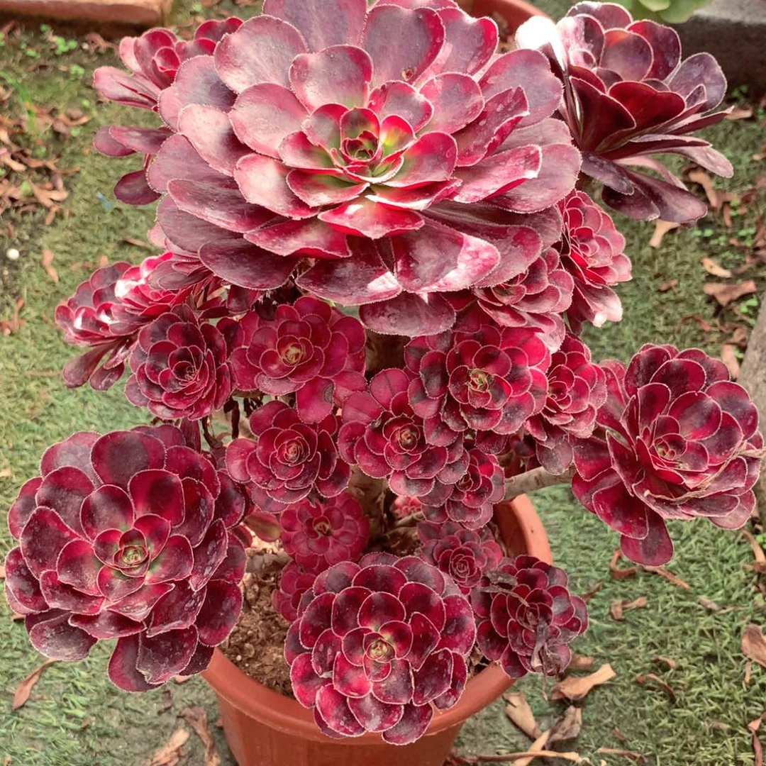 丽娜锦，多肉植物的
