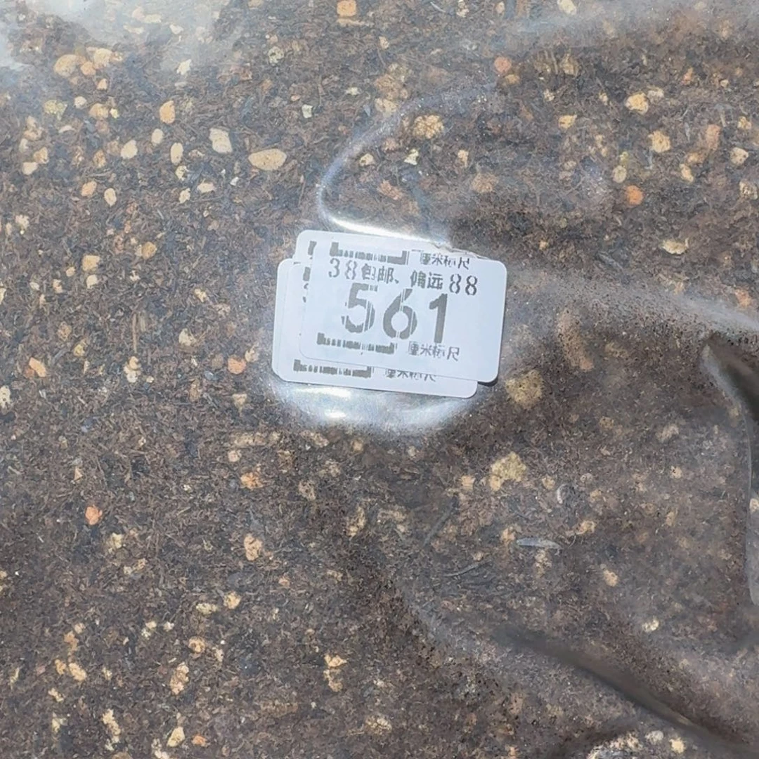 Ssss精品生石花561