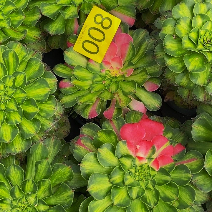 春***香0008多肉植物知否