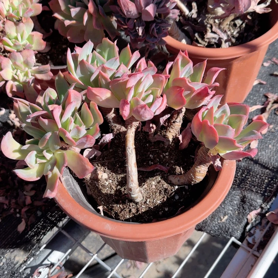 无花朵绮罗缀化小号老桩