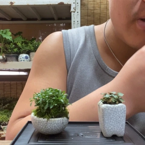 红陶用****6一物一拍所见即所得1