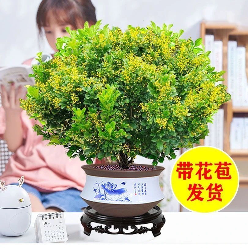 香水米兰盆栽室内阳台清香植物净化空气四季开花客厅除甲醛绿植