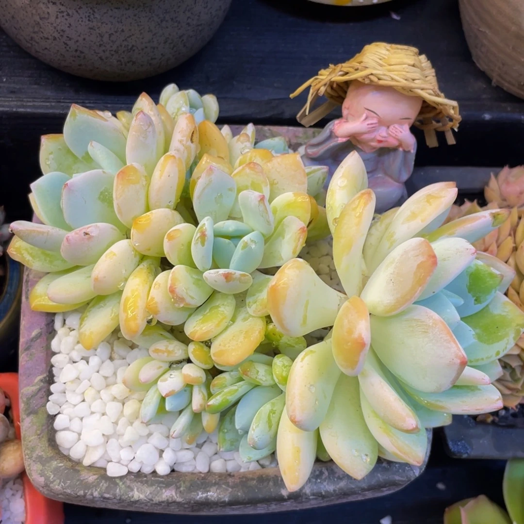多肉植物盆栽多肉