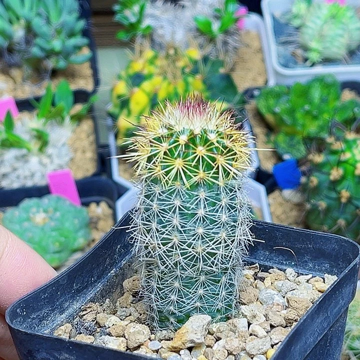 青花虾一颗2.6公分