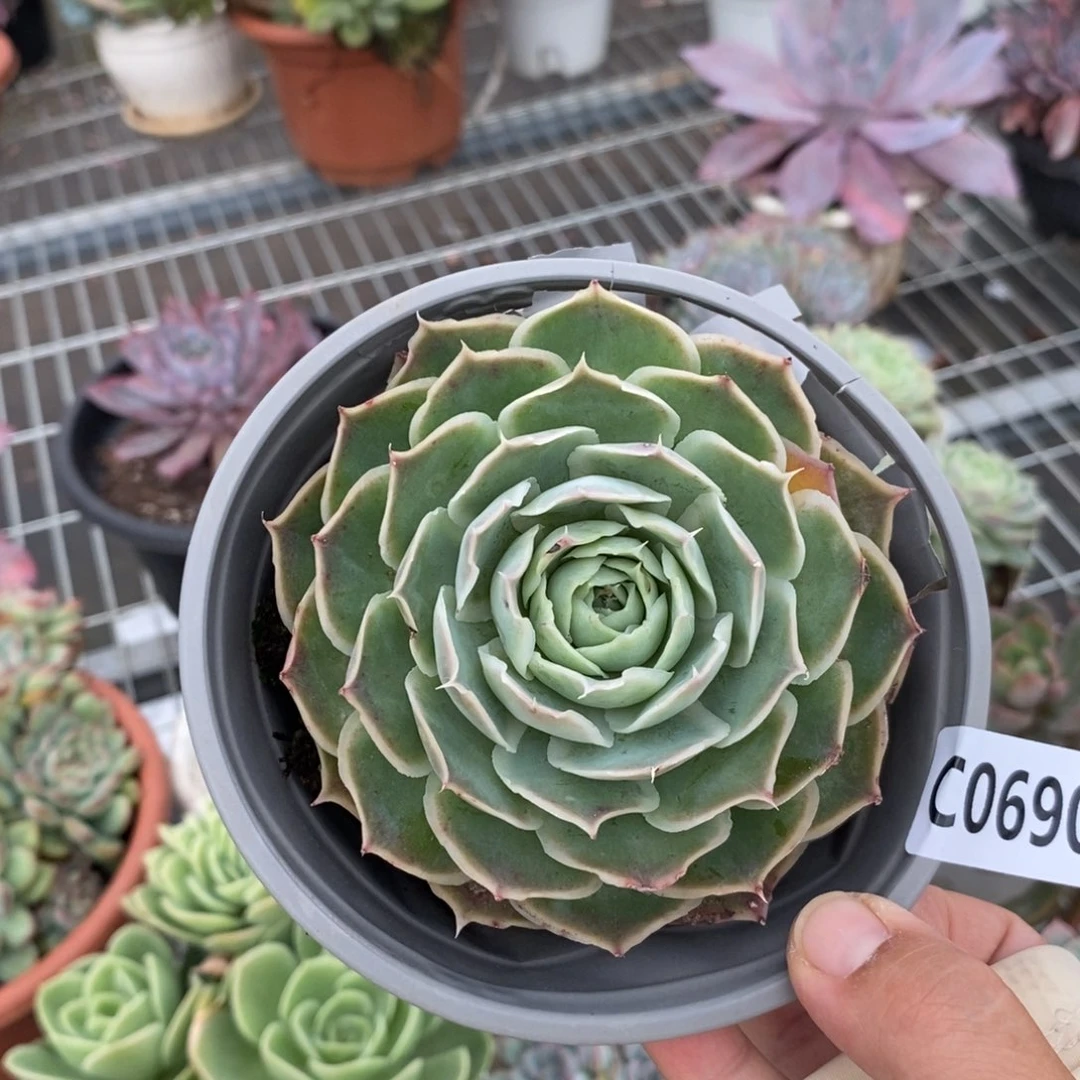 6906蓝丝绒一物一拍