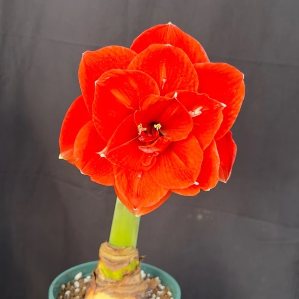 【尼拉】进口特大重瓣朱顶红种球四季开花适合庭院阳台盆栽花卉