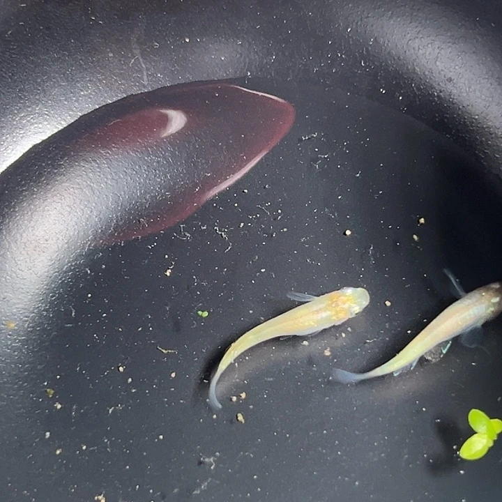 青鳉萤火虫 品相自观 偏远不包邮