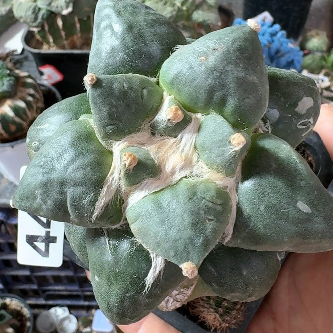 【闪购商品】无花朵我**肉达摩丸尤446