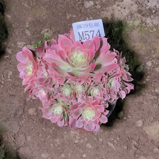 574白凤多肉植物