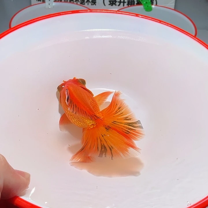 狮头鱼德元观赏鱼324