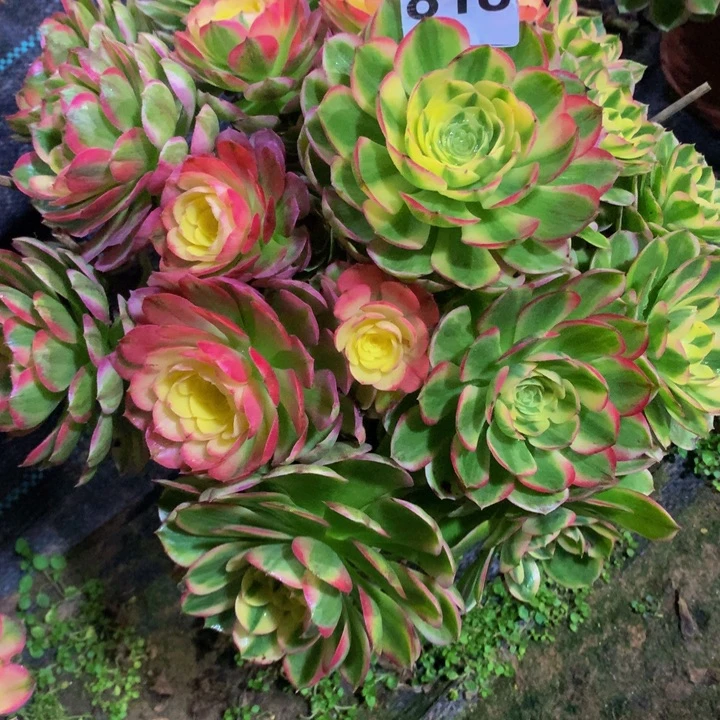 去***灯无花朵海仙8180000