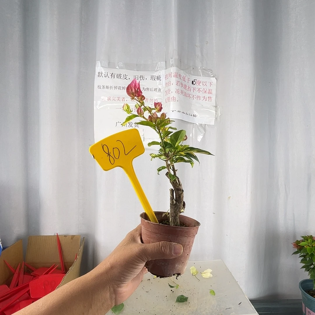 当前无花栽培后可以开花802金心双色迷你款，有破皮
