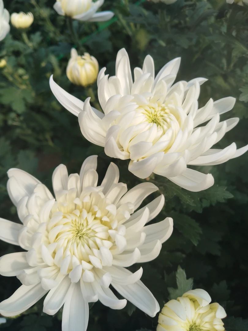 新鲜采摘黄白菊花束全国直发清明祭奠鲜花