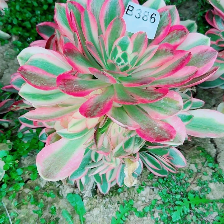 粉女巫386无售后