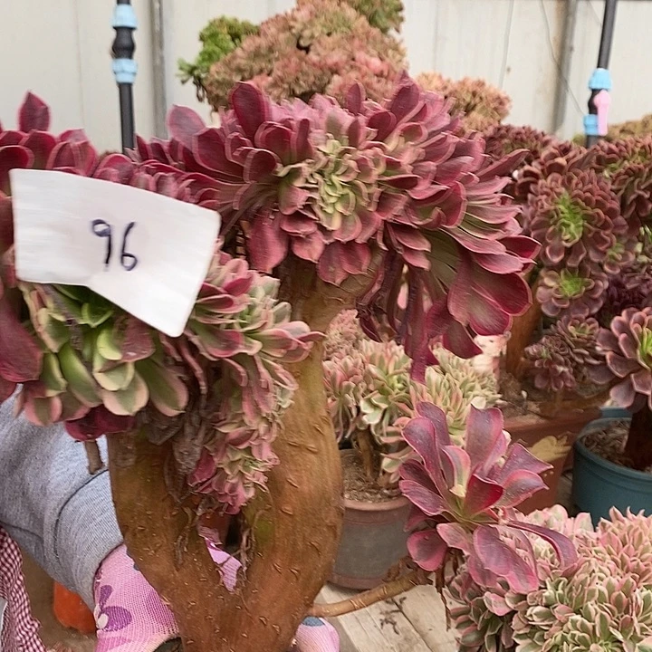 完全开放96号美杜莎缀化1颗