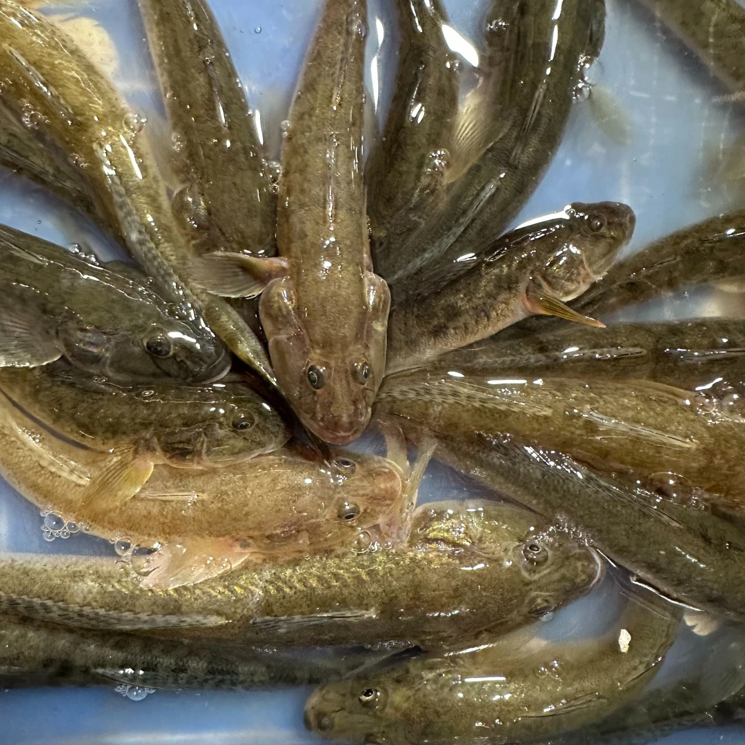 新鲜海捕沙光鱼龙尾鱼跳跳鱼3-5斤肉质鲜嫩连云港码头顺丰冷链直发海鲜
