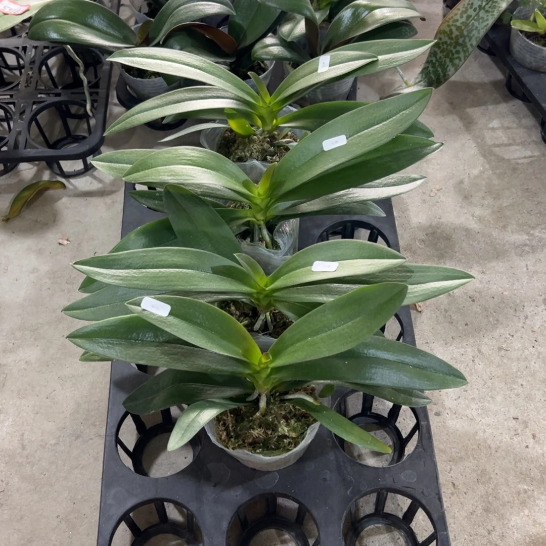 当前无花栽培后可以开花微瑕疵残雪处理凑单