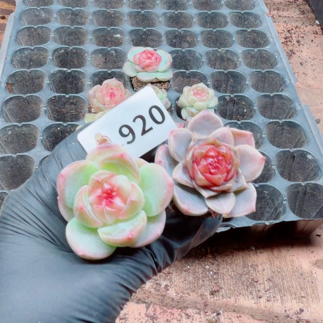 嘉***多肉植物多肉植物