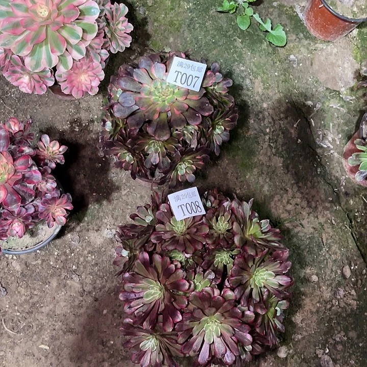 浮***声007黑金刚008红福伦多肉植物