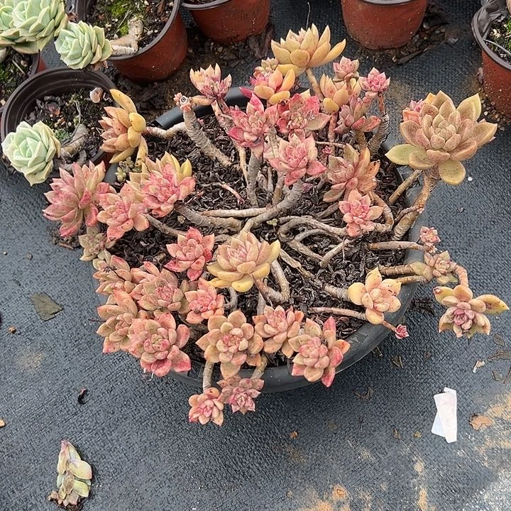 ?*財多肉植物实物83