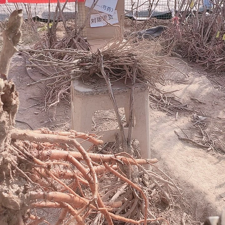 当前无花栽培后可以开花新七福神