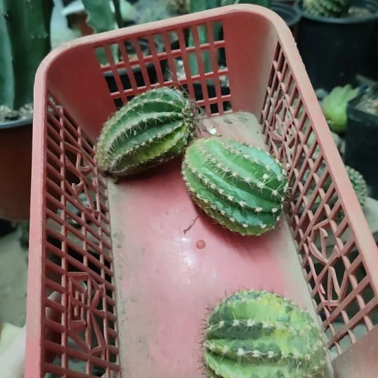 仙人球彩草柠檬派锦三个打包