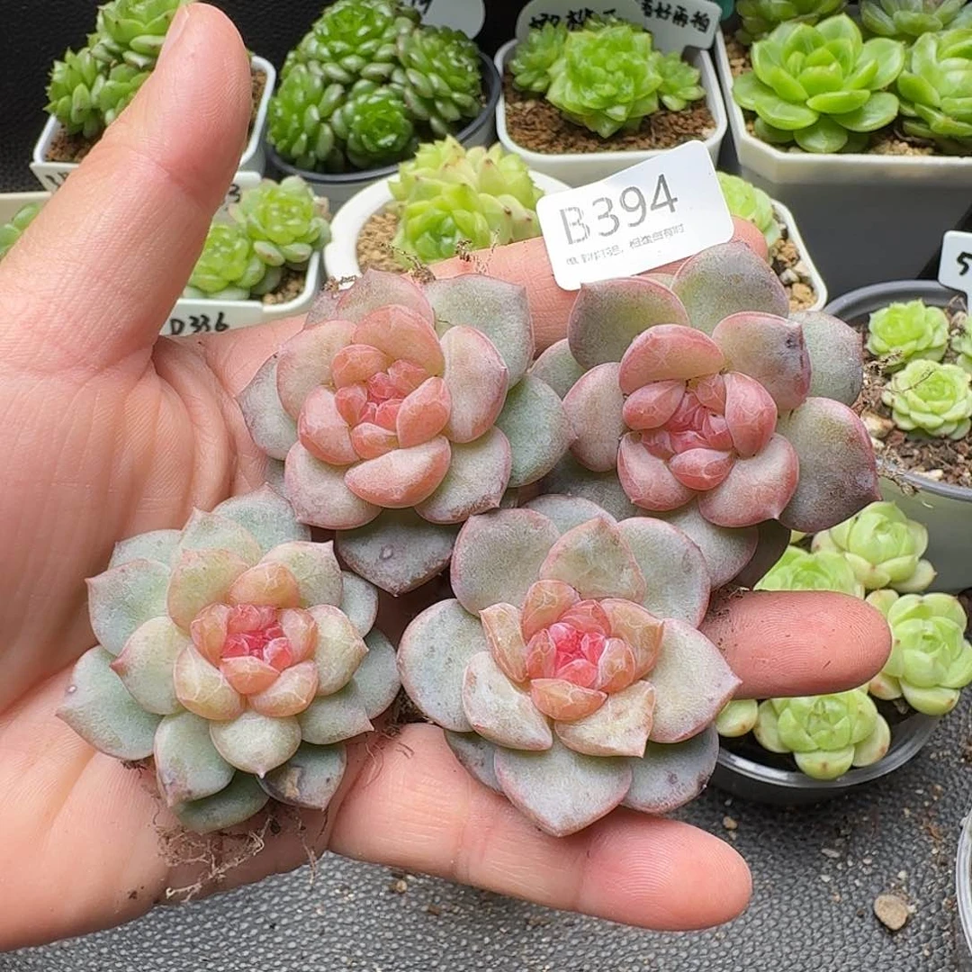 一物一拍一盒628-394