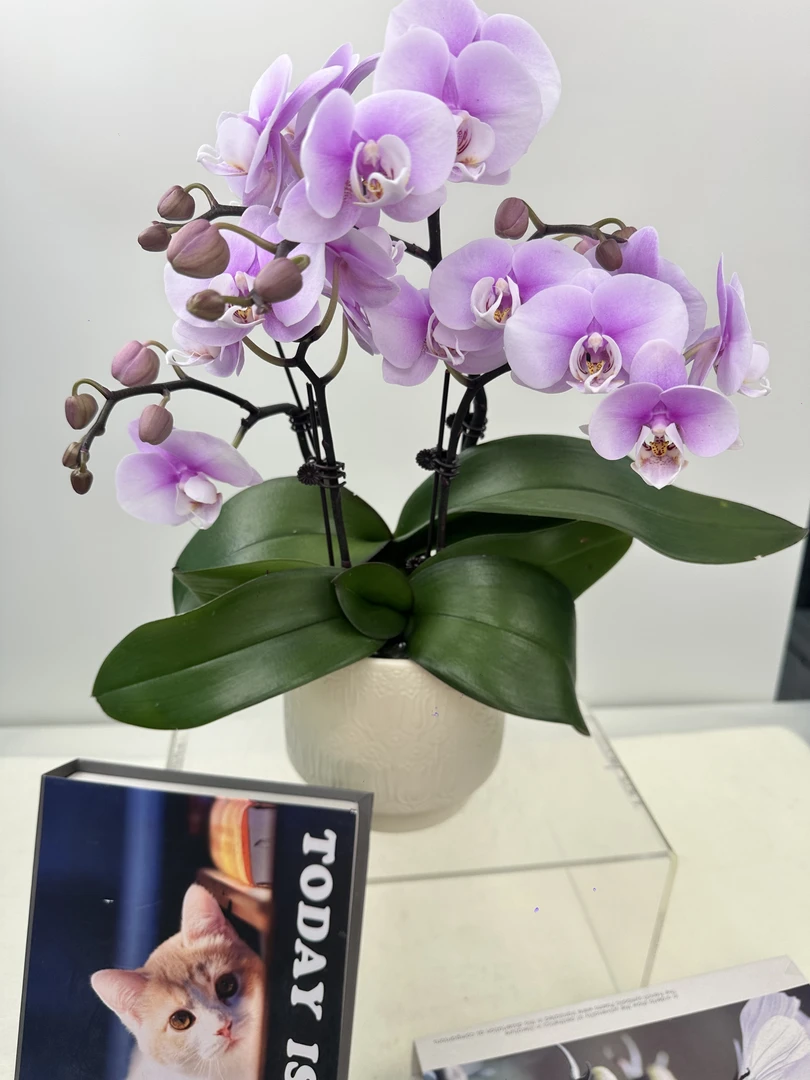 蝴蝶兰【天使】鲜花盆栽室内观赏花花佛山基地直发