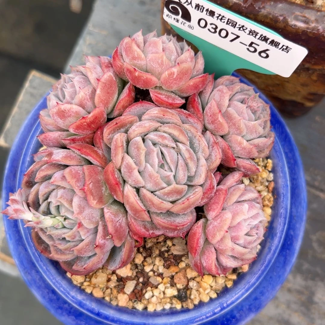 多肉一物一拍0307-56