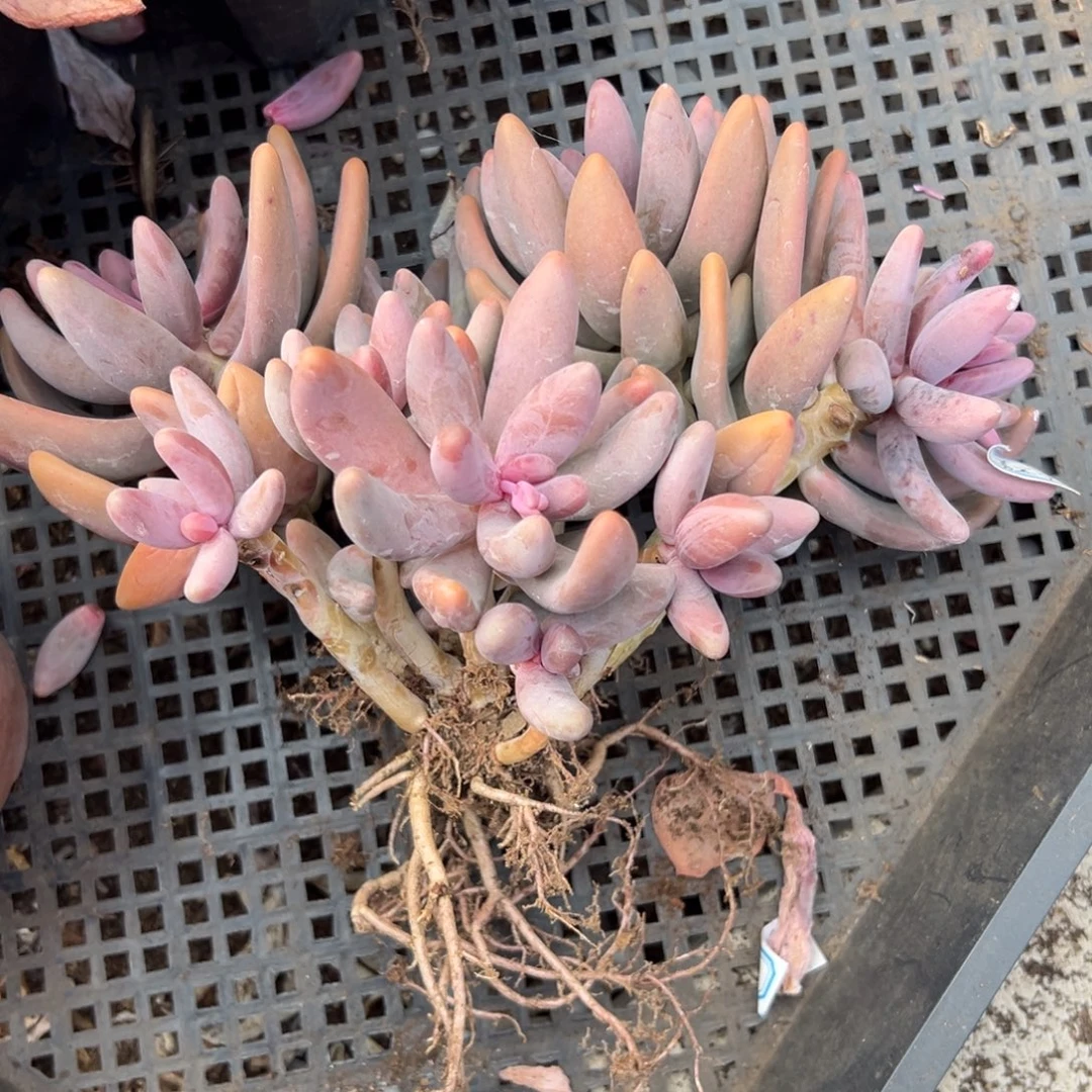 多肉红手指【非偏远地区满18包邮】