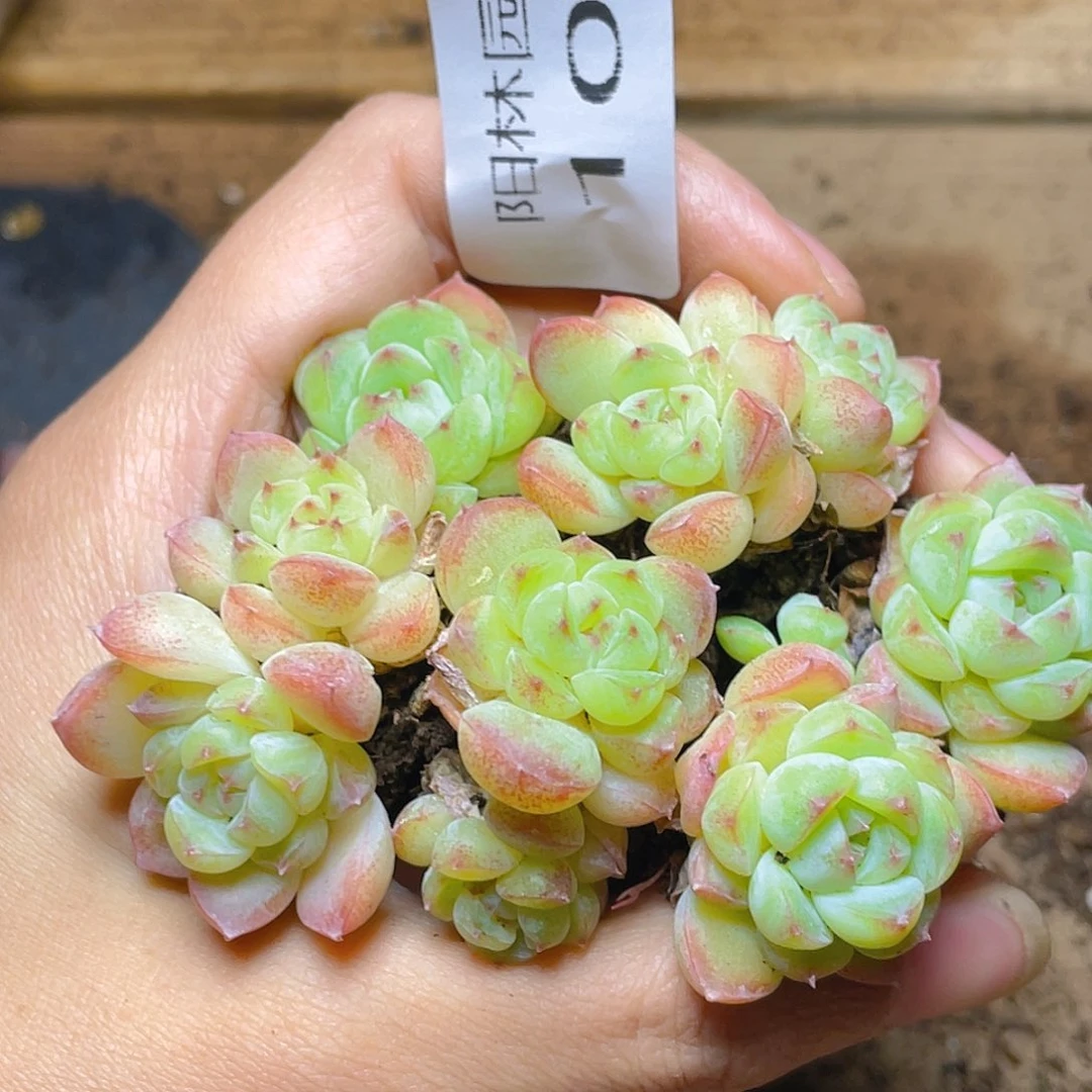 多肉植物多肉植物108