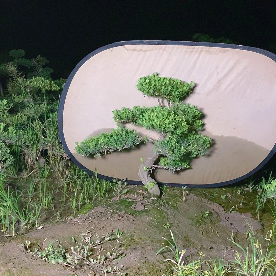 400单科小叶雀舌罗汉松