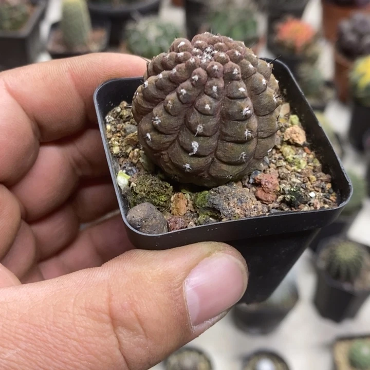 蜥蜴皮特价福利包邮