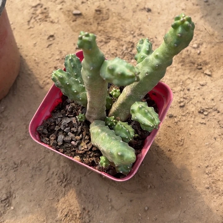 妖太郎一盆多头复色