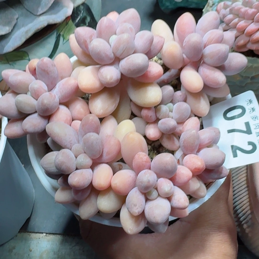 粉色恋人群生整装