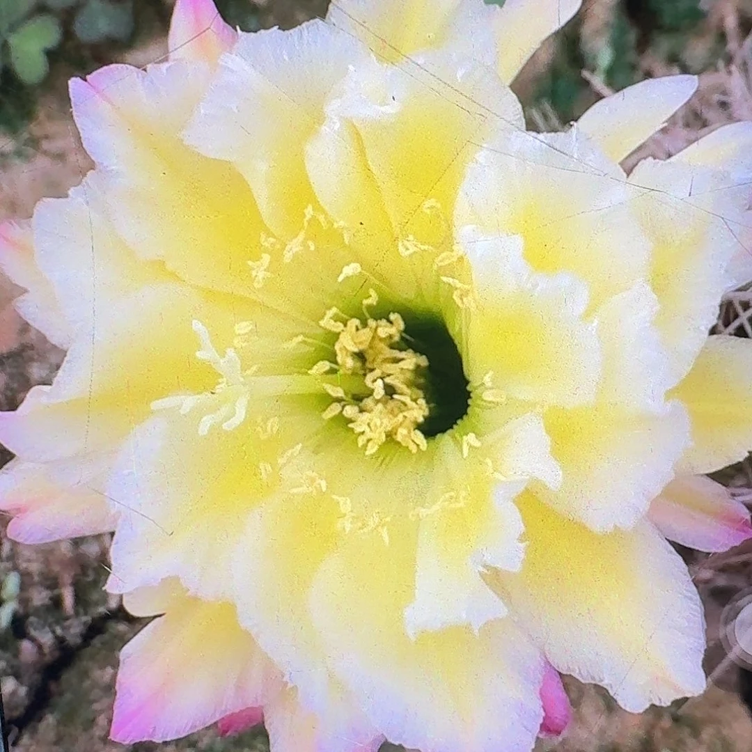 杜兰戈侧芽5公分毛花柱仙人球