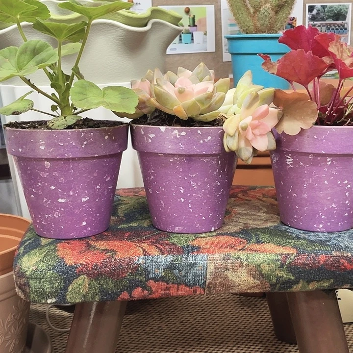 孤品口11紫色4个无拖