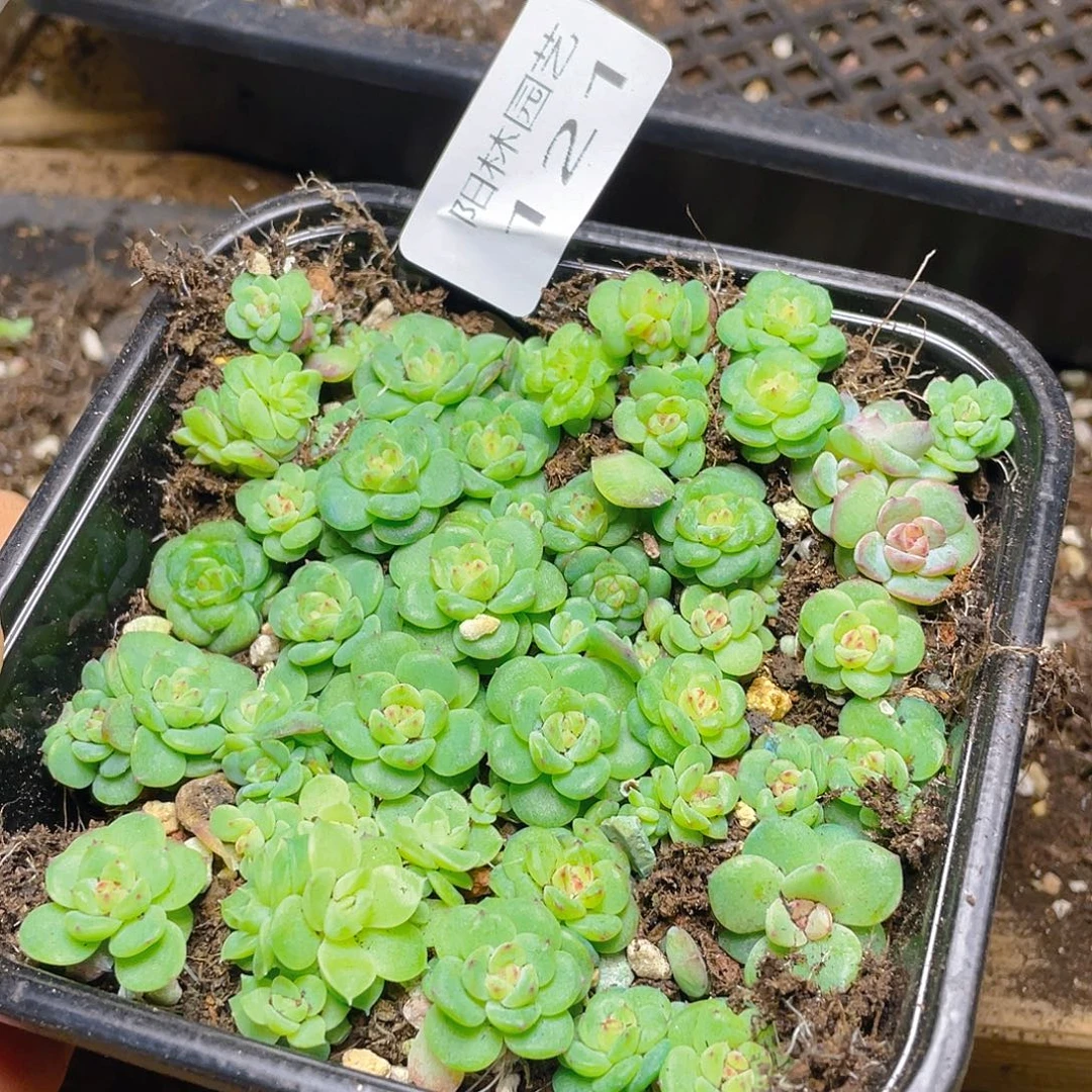 *****多肉植物多肉植物121
