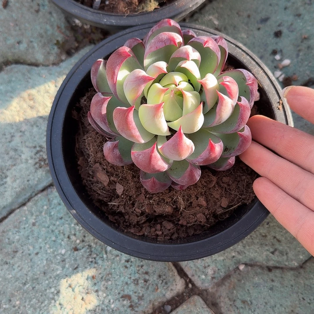 惊鸿仙子多肉植物