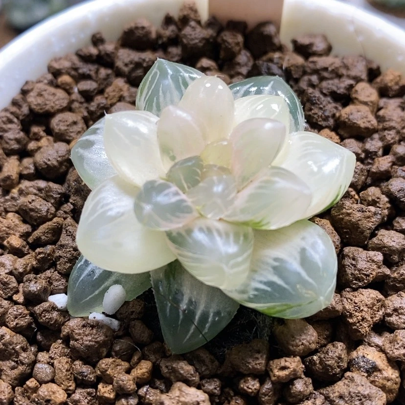【闪购商品】8龙爪