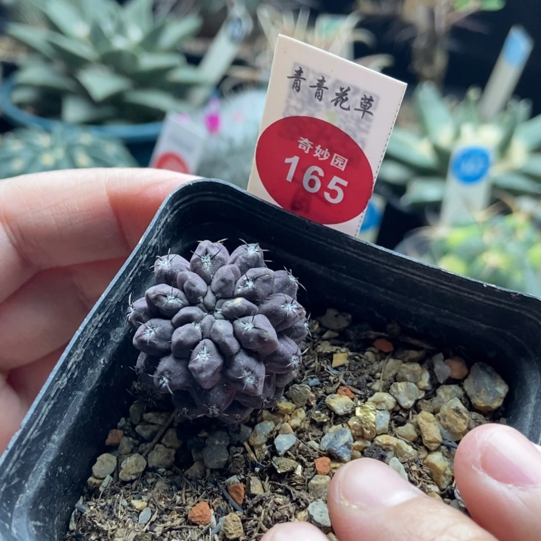 紫皮雷头2.8cm一棵仙人球