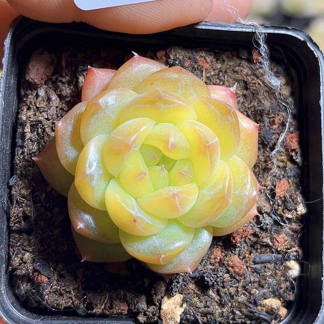 安***_798  新品珍妮满18包邮