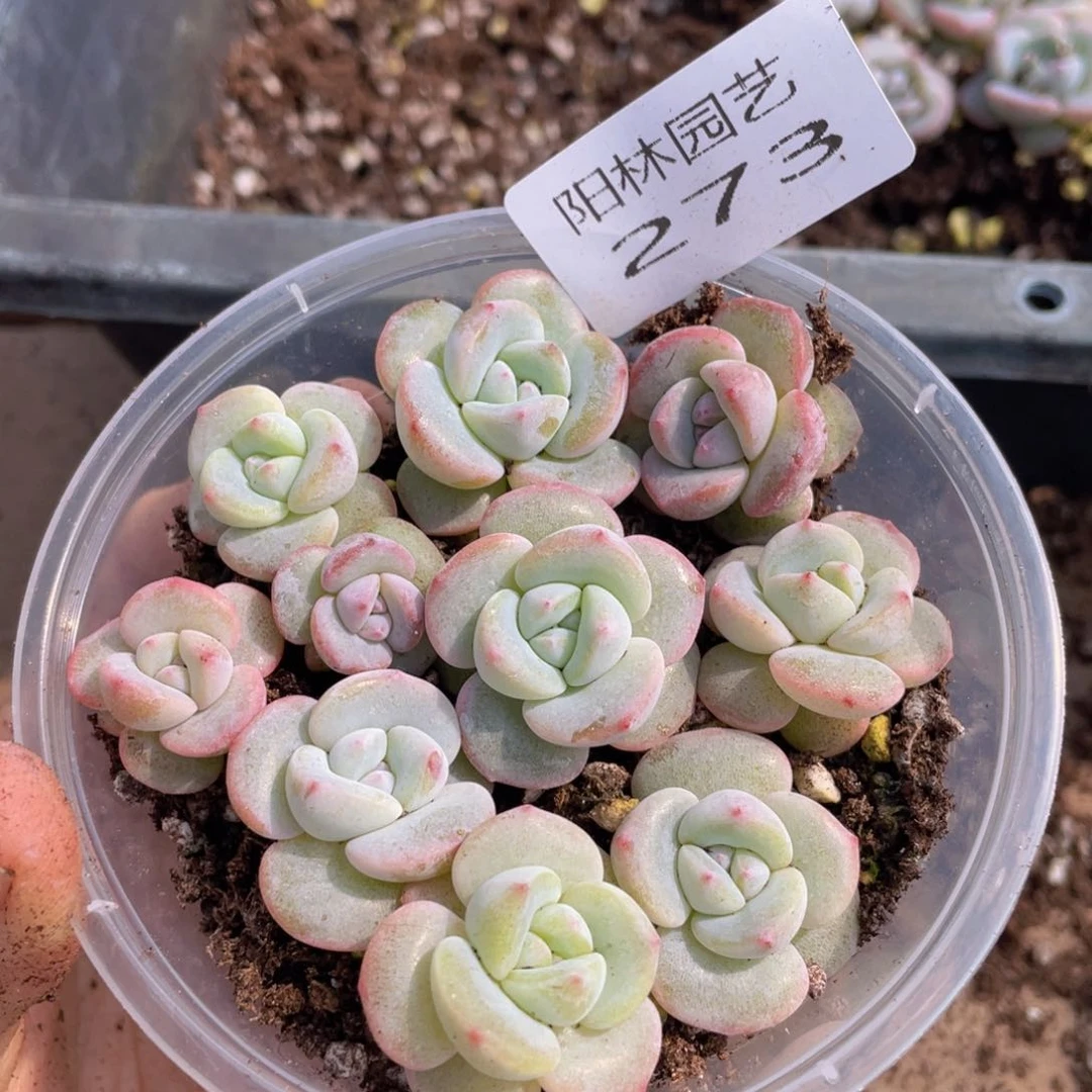 多肉植物多肉植物273