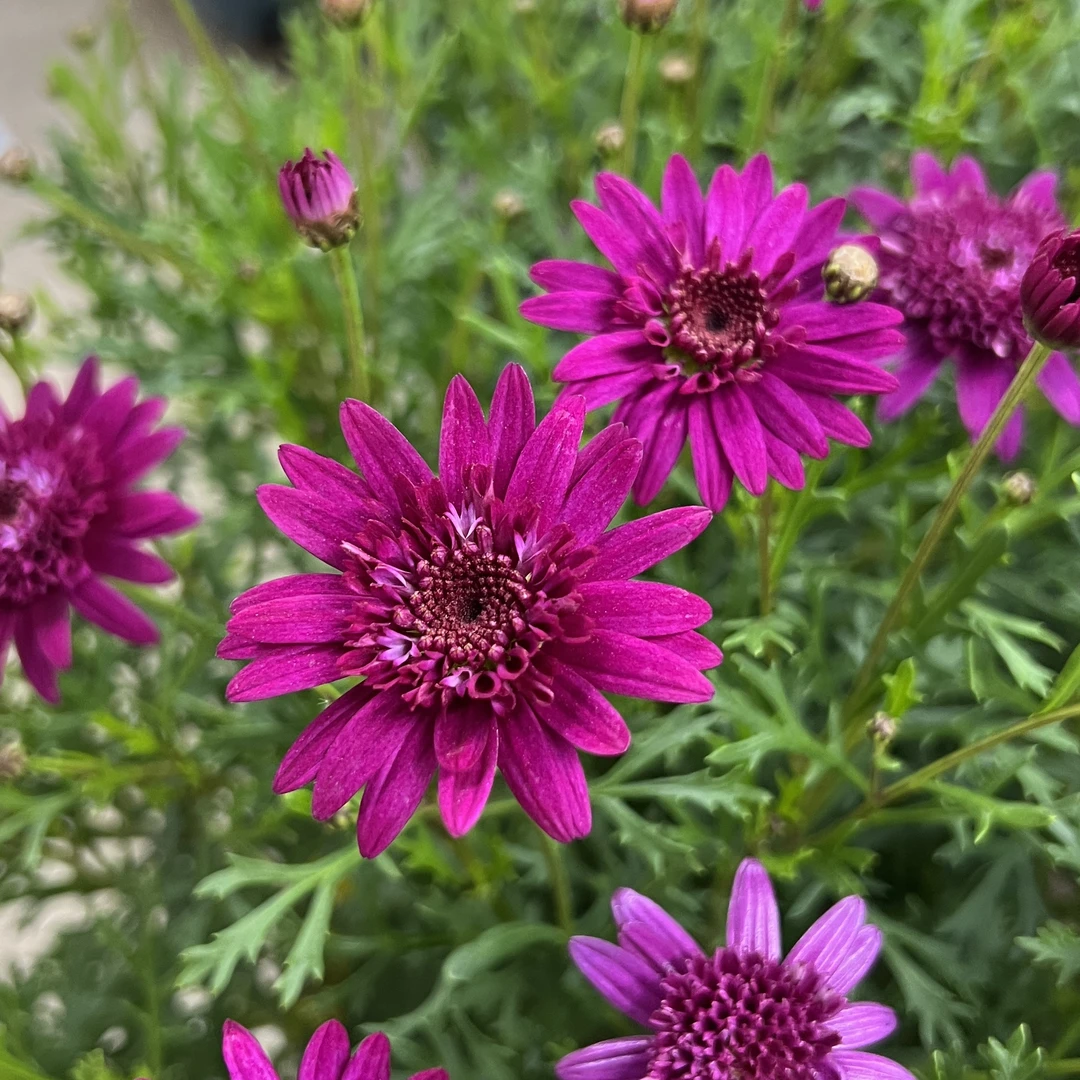 玛格丽特胭脂粉 加仑盆菊花盆栽多年生易爆花新手易养护喜阳