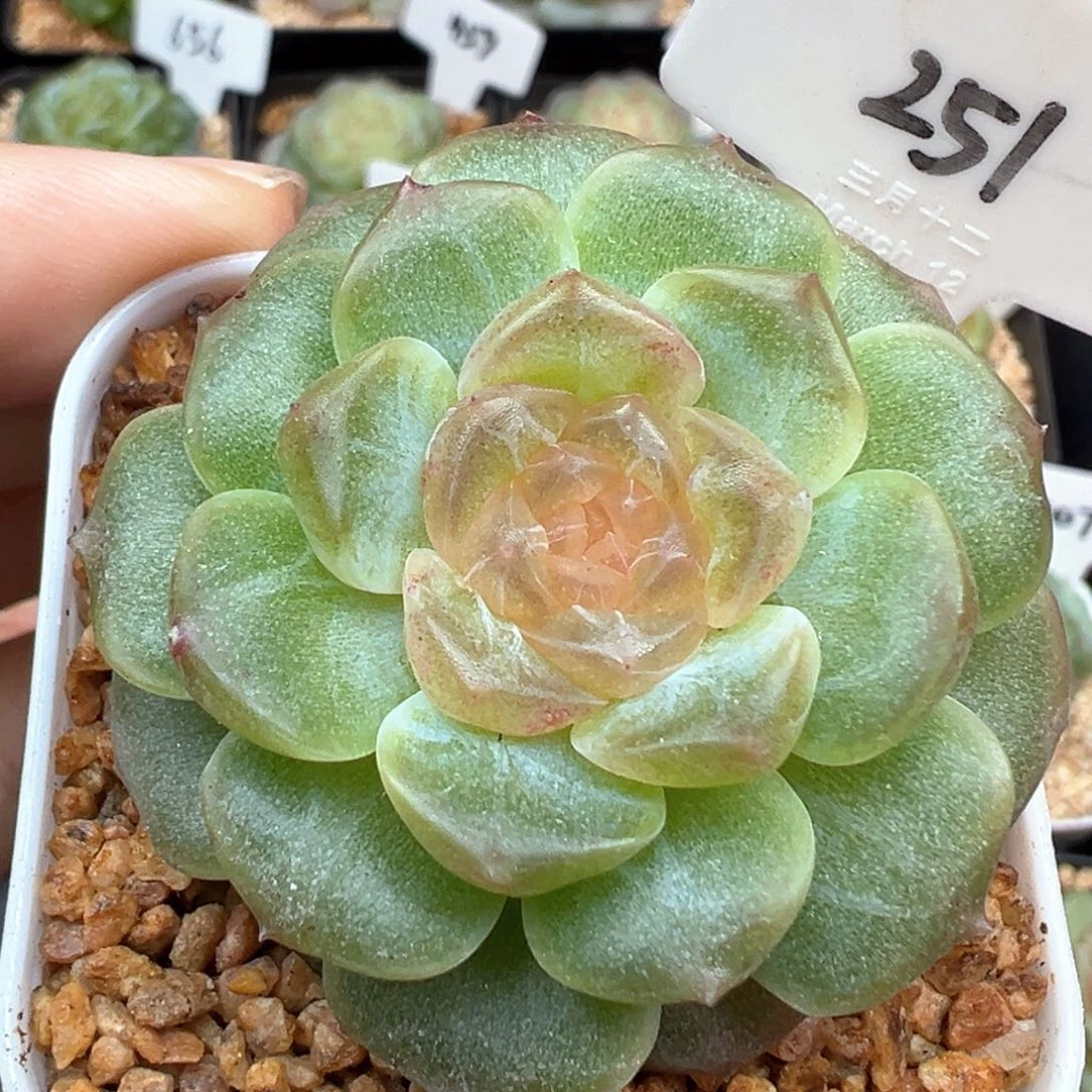251号无尽灯 晗雨多肉