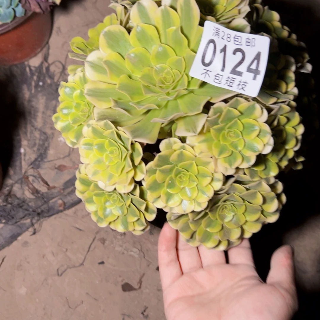春***天0124绿美杜莎多肉植物